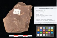 Foto (Objekt + Etikett) von Myrica lignitum Unger (NHMW-GEO-2024-0188-0549)